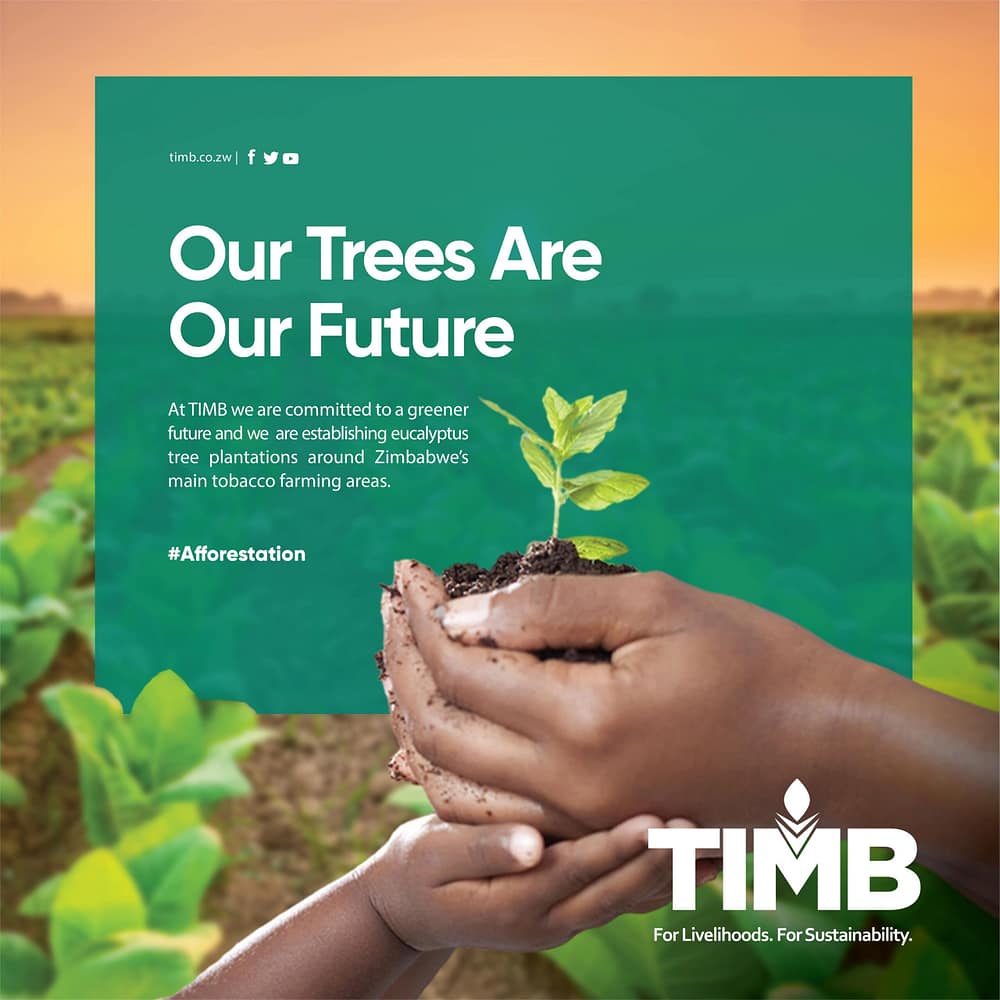 1200 X 1200 TIMB 2-min (1)